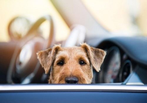 Das-bieten-wir-Ihnen-im-Rahmen-unserer-mobilen-Hundeschule Das-bieten-wir-Ihnen-im-Rahmen-unserer-mobilen-Hundeschule