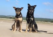 Rocky-und-Maylo Rocky-und-Maylo