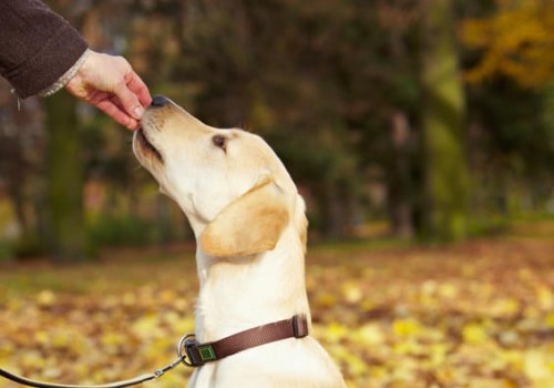 Der-Hund-wird-nie-unsere-Sprache-verstehen-wir-muessen-lernen-die-Sprache-unserer-Hunde-zu-sprechen